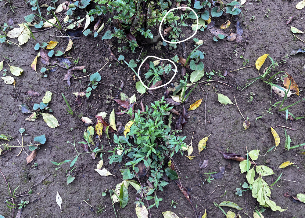 地植えのエリゲロン(3月下旬の様子)