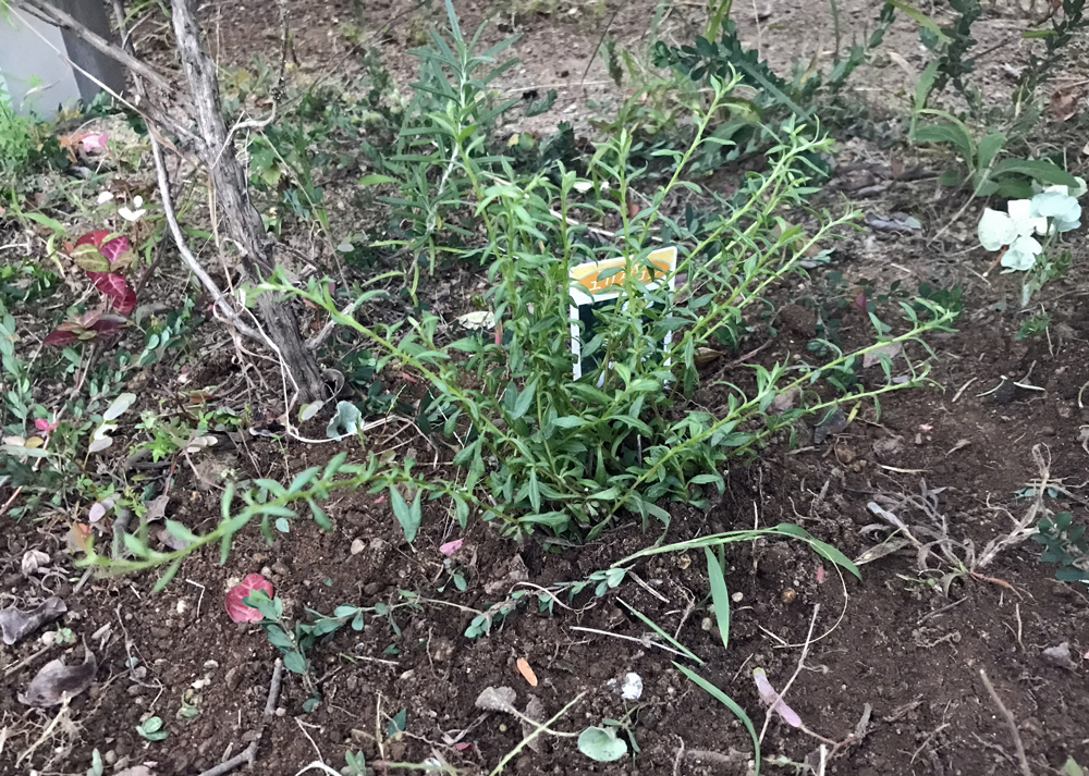 地植えしたばかりのエリゲロン(10月中旬の様子)