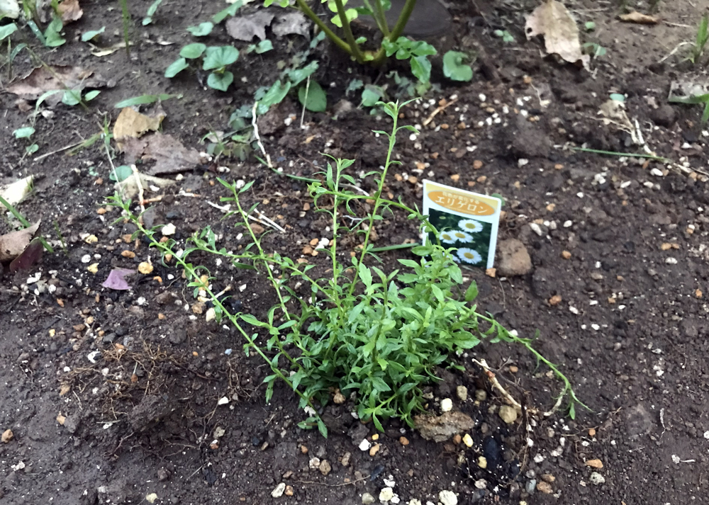 地植えしたばかりのエリゲロン(10月中旬の様子)
