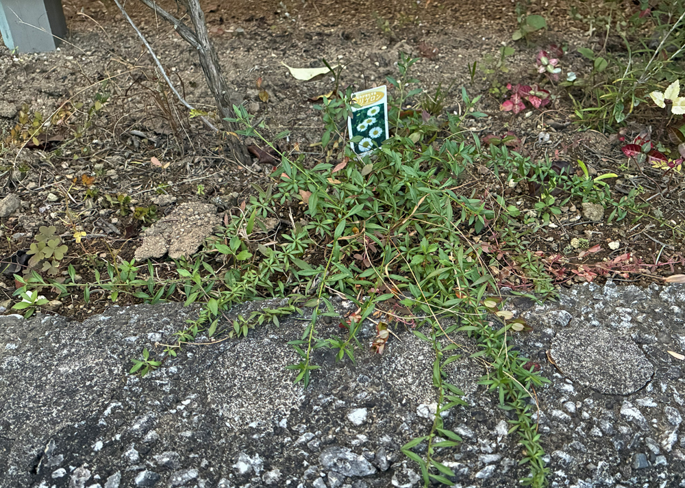 茎が伸びたエリゲロン(11月初旬の様子)