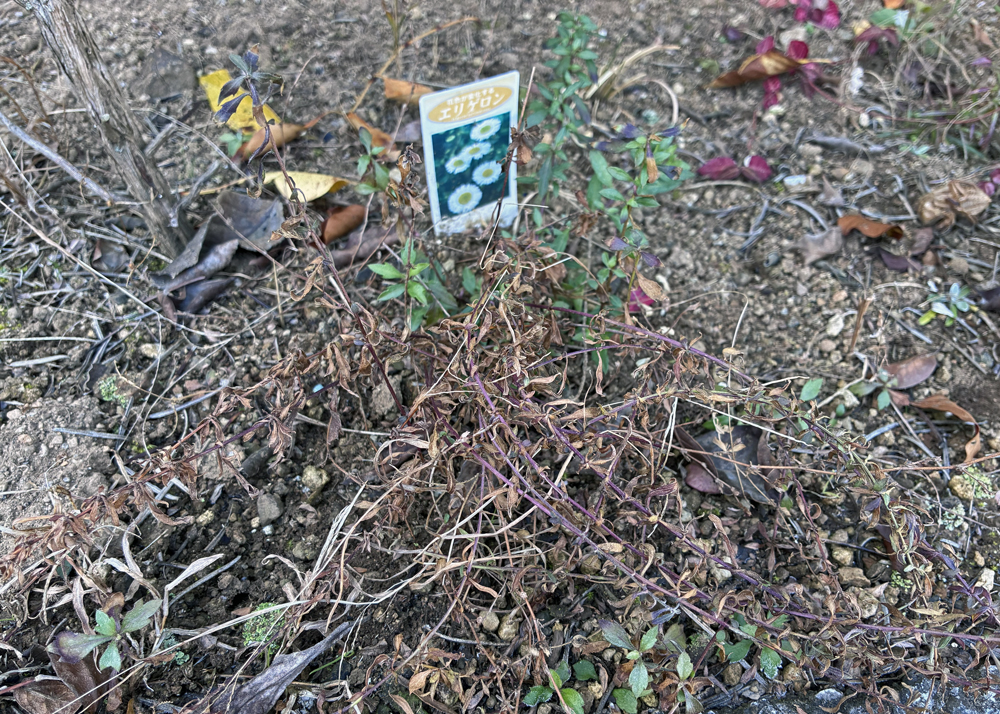 地上部の半分以上が枯れたエリゲロン(1月下旬の様子)