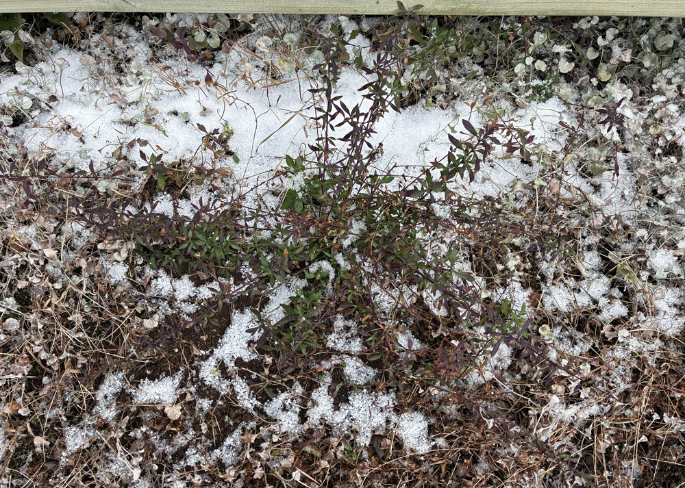 雪の中のエリゲロン(2月上旬の様子)