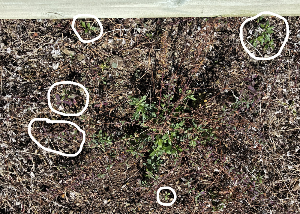 地植えのエリゲロン(2月下旬の様子)