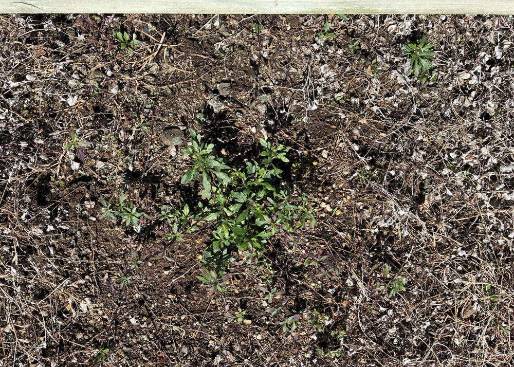 地植えのエリゲロン(2月下旬の様子)