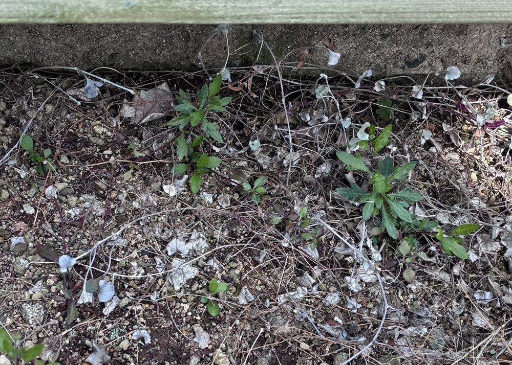 地植えのエリゲロン(2月下旬の様子)