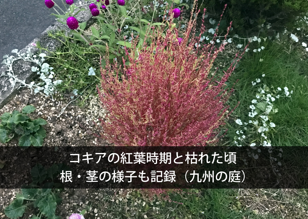 コキアの紅葉時期と枯れた頃｜根・茎の様子も記録（九州の庭）