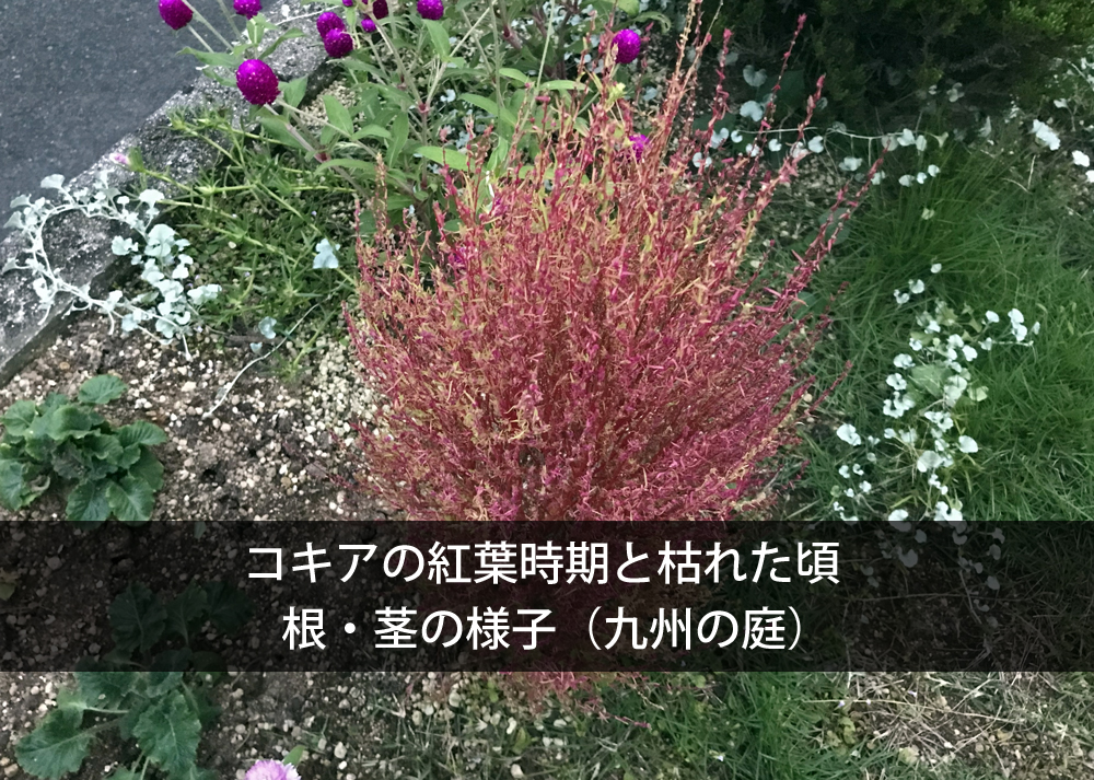 コキアの紅葉時期と枯れた頃｜根・茎の様子（九州の庭）