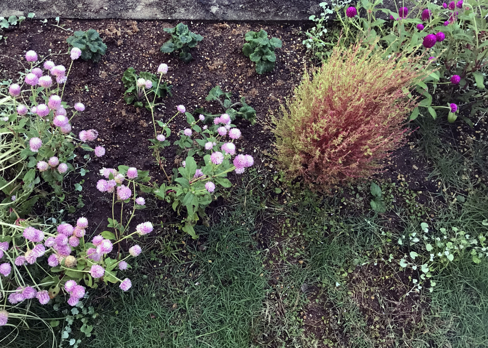 10月上旬｜紅葉がすすむコキア
