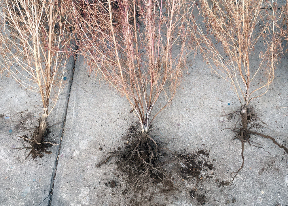 11月中旬｜コキアの根