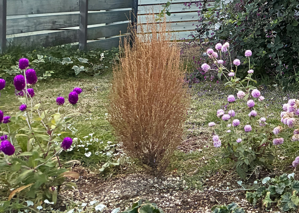 11月上旬｜枯れたコキア