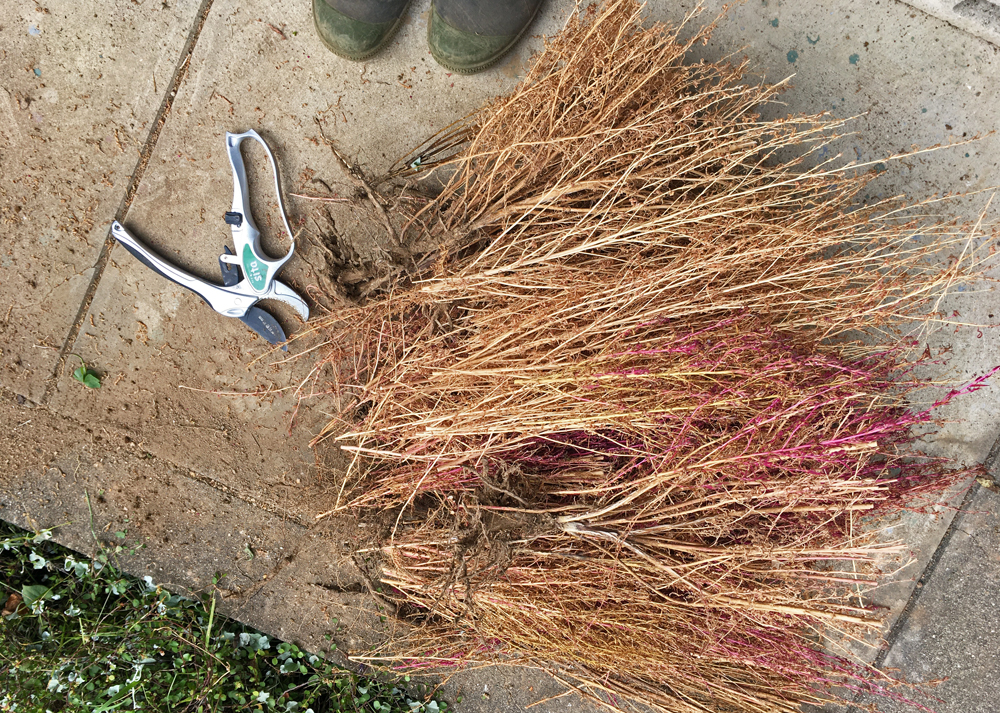 11月中旬｜コキアを処分しているところ