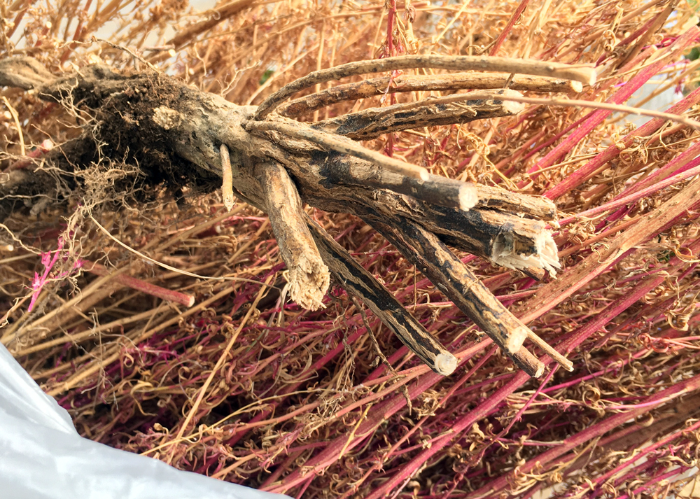 コキアの硬い茎