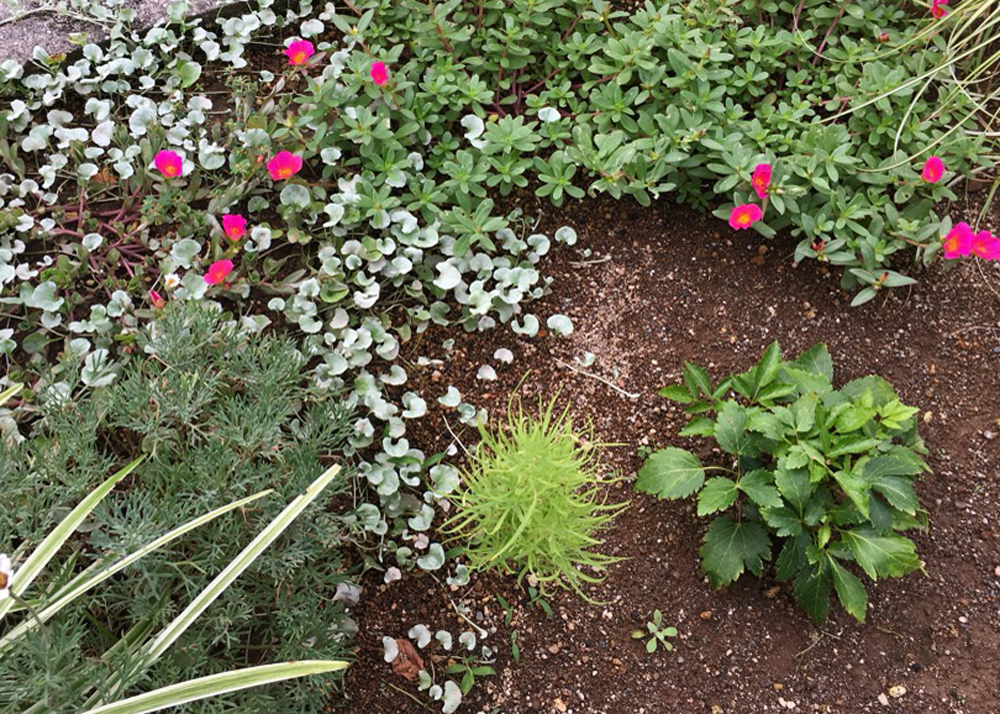 自然に発芽したコキア