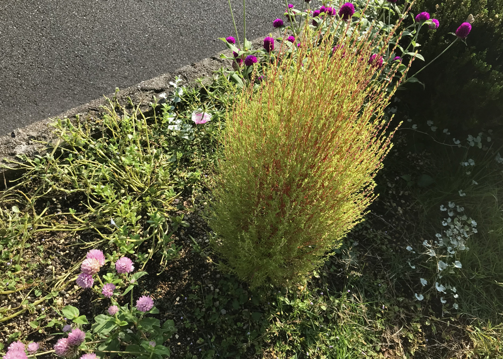 9月下旬｜紅葉がはじまったコキア
