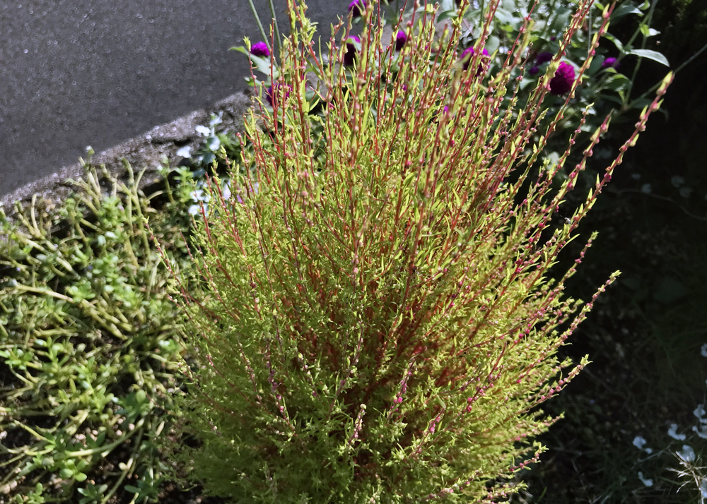 9月下旬｜紅葉がはじまったコキア（茎が赤くなった）