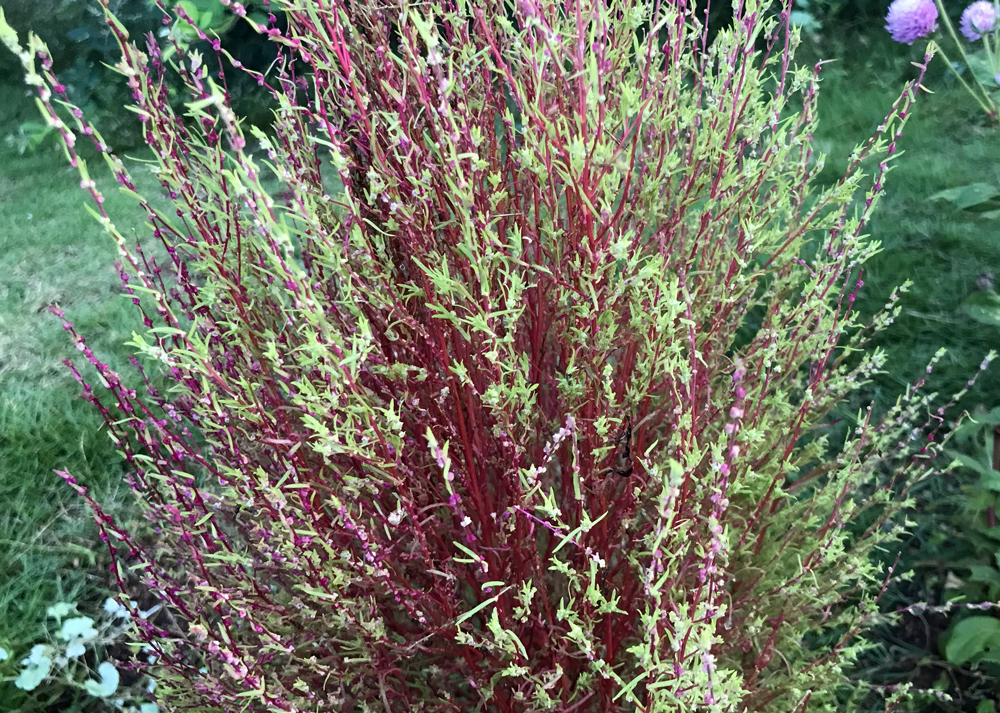 10月上旬｜紅葉がすすむコキア