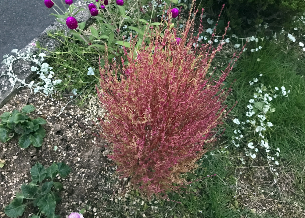 10月中旬｜赤く紅葉したコキア