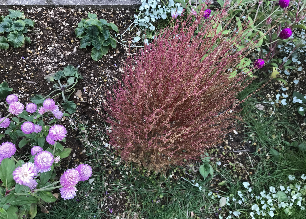 10月下旬｜枯れはじめたコキア