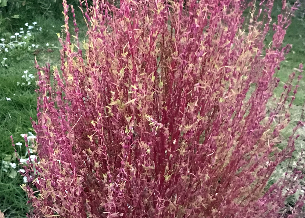 10月中旬｜赤く紅葉したコキア