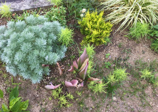 こぼれ種から自然に発芽したコキア