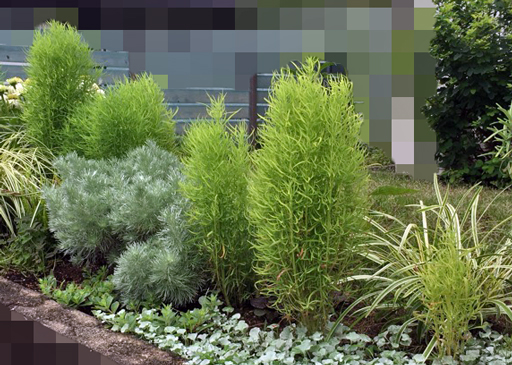 こぼれ種から自然に発芽したコキア