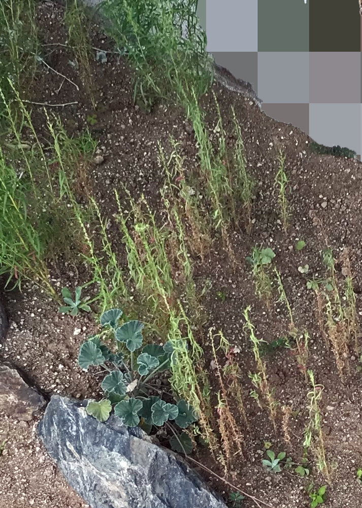 9月下旬｜ひょろひょろに育ったコキアの株