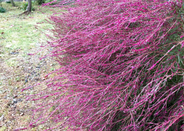 台風で倒れたコキア