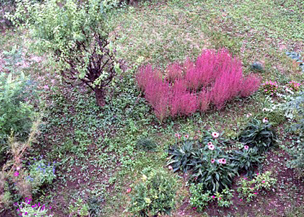 小さい苗のときに移植して育ったコキア