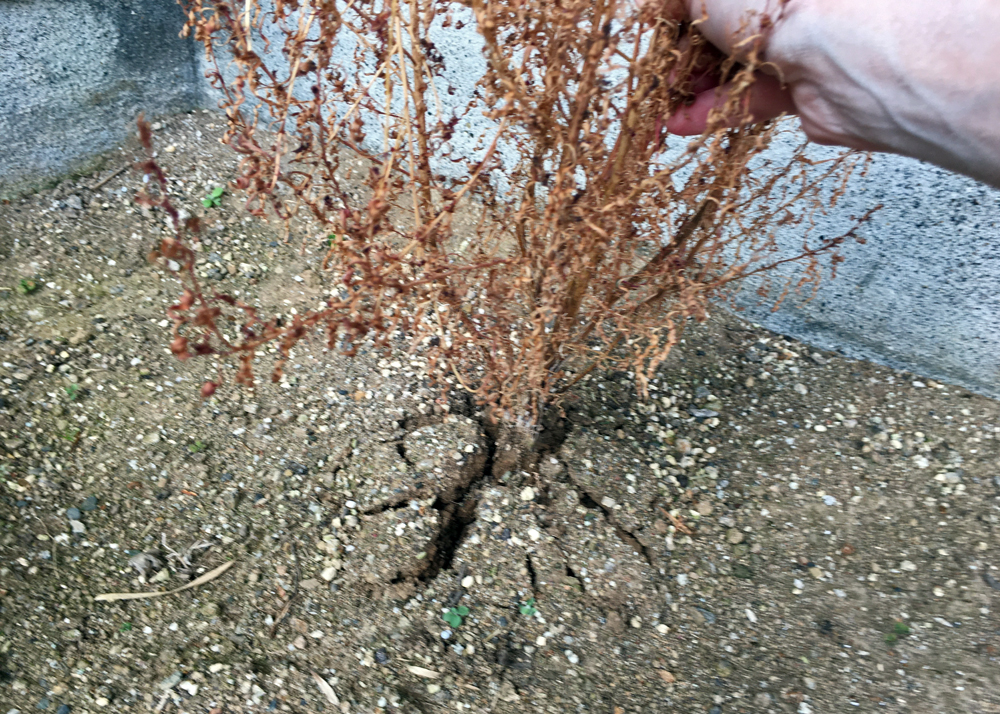 11月中旬｜枯れたコキアを引き抜くところ