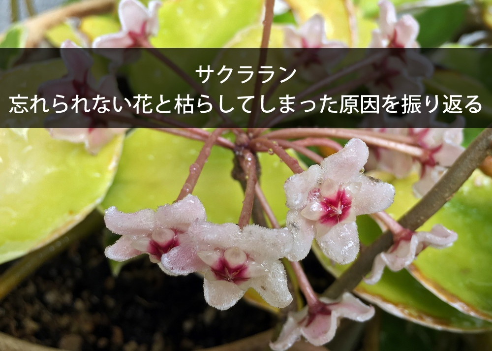 サクララン｜忘れられない花と枯らしてしまった原因を振り返る