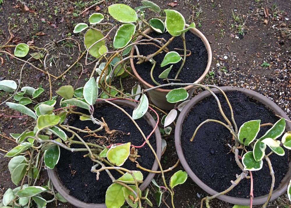 植え替えしたサクララン