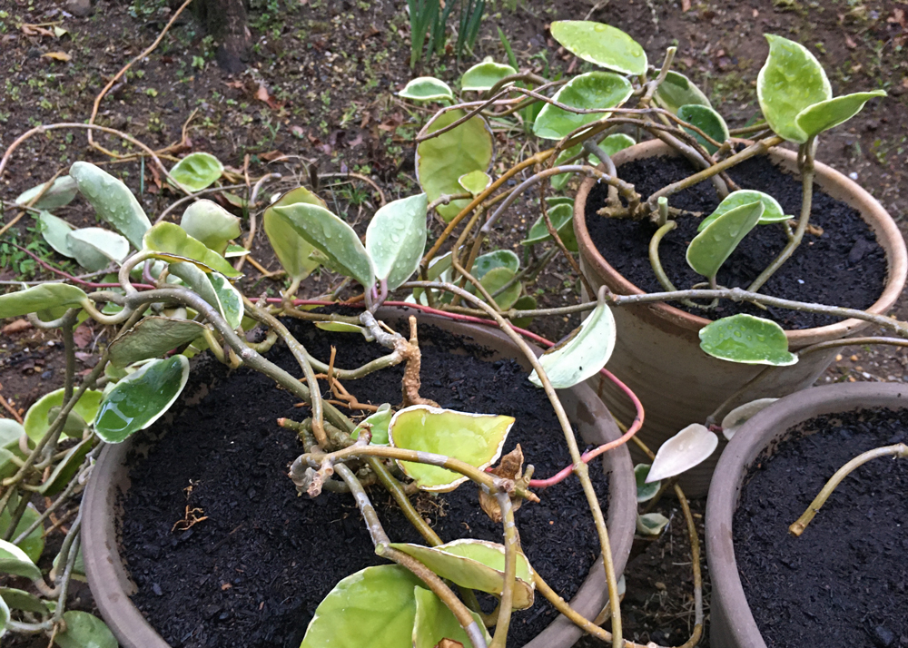 植え替えしたサクララン