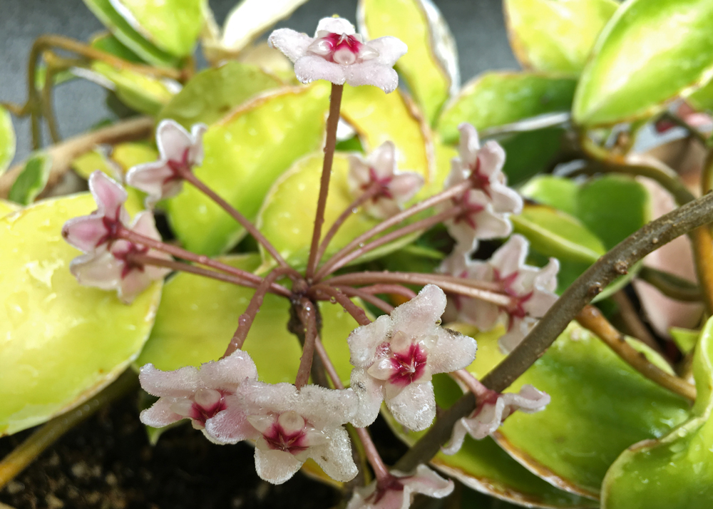 サクララン(花が終わりのころ?半球状が崩れてきたところ)