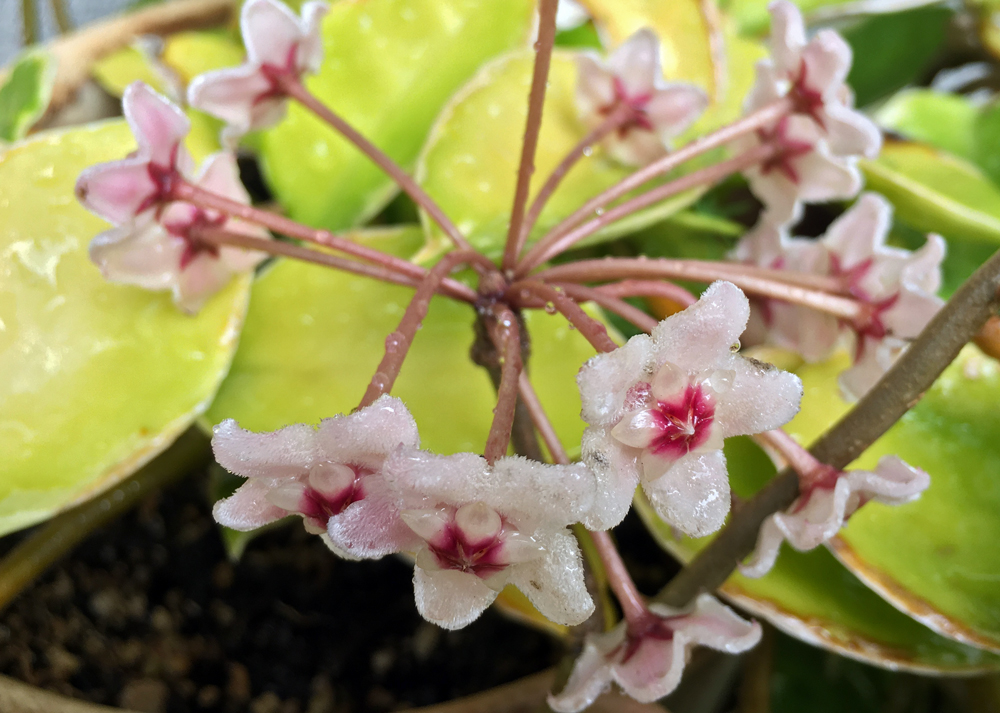 サクララン(花が終わりのころ?半球状が崩れてきたところ)