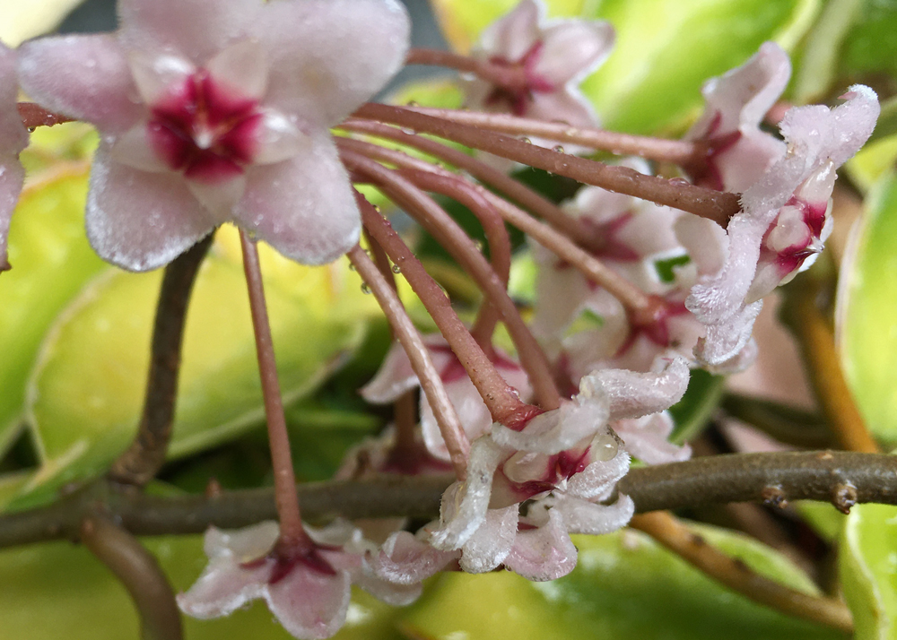 サクラランの花びらを横から見たところ。(花が終わりのころ?半球状が崩れてきたところ)