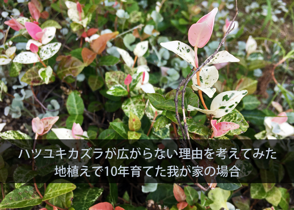 ハツユキカズラが広がらない理由を考えてみた｜地植えで10年育てた我が家の場合