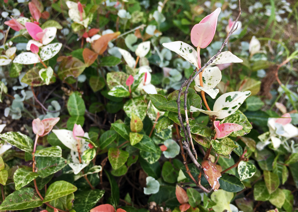 ハツユキカズラ