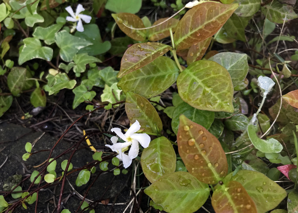ハツユキカズラの花