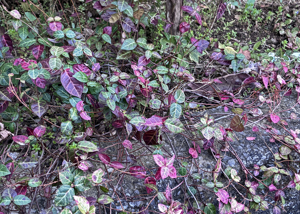 葉が少なくツルの目立つハツユキカズラ