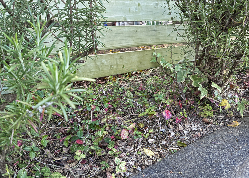 日陰で成長の悪いハツユキカズラ