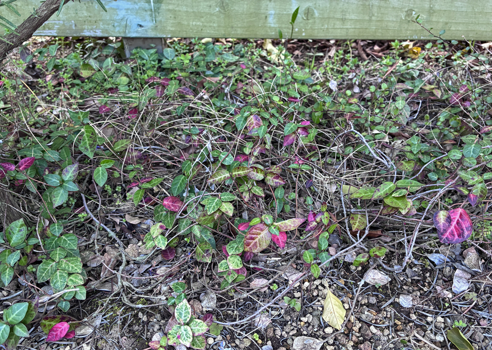 葉が少なくツルが目立つハツユキカズラ