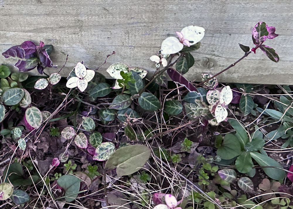 ハツユキカズラ