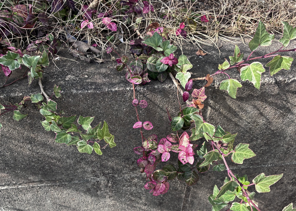 ツルが伸びて紅葉しているハツユキカズラ