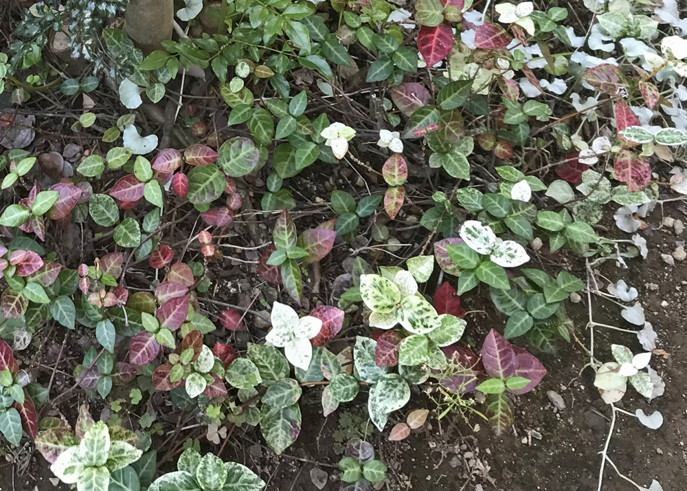 庭木の足元に植えたハツユキカズラ