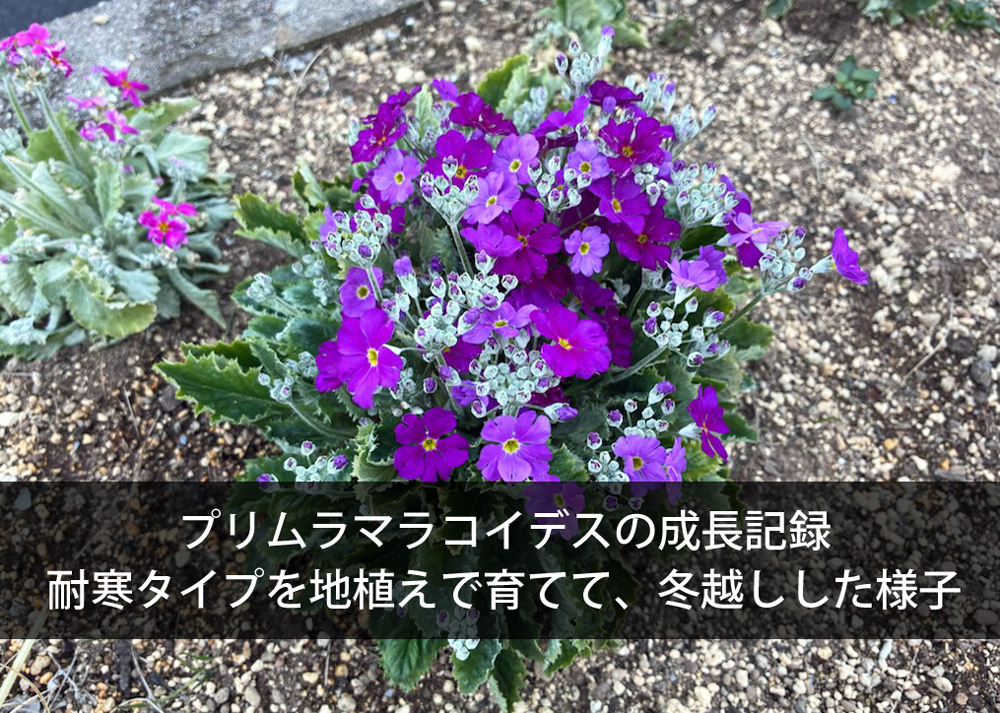 プリムラマラコイデスの成長記録｜耐寒タイプを地植えで育てて、冬越しした様子