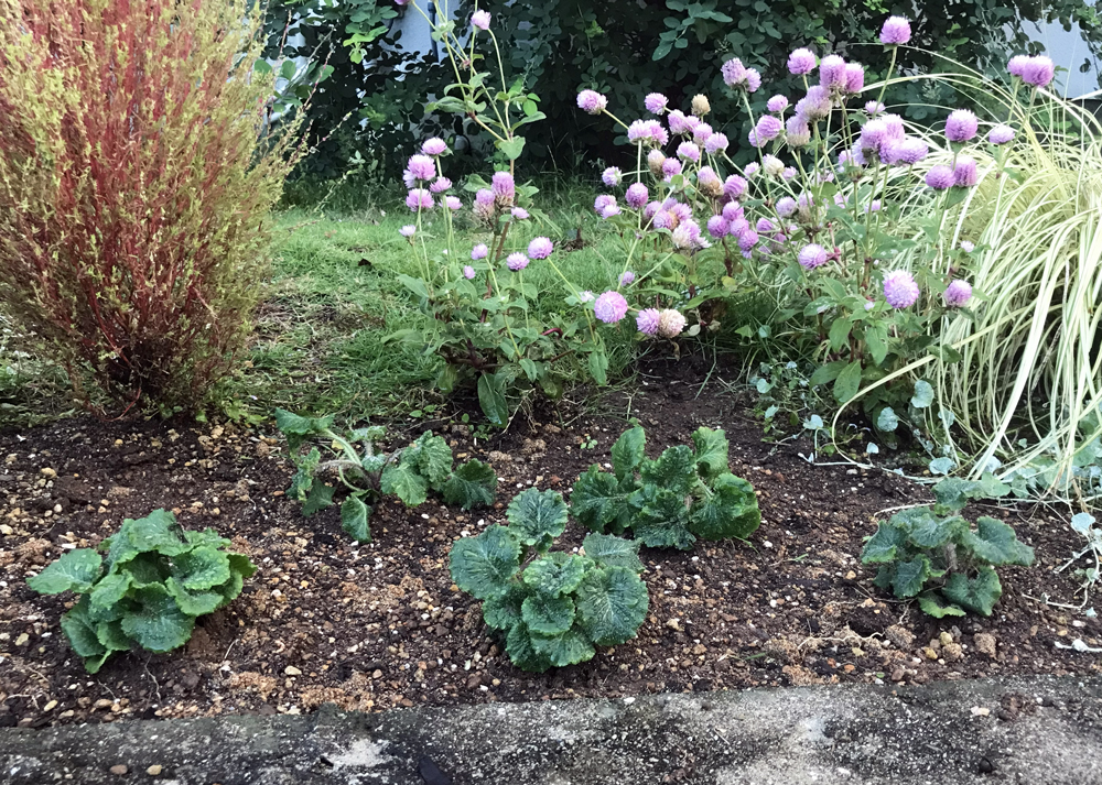 プリムラマラコイデス（耐寒性タイプ）を地植えで植え付けした様子