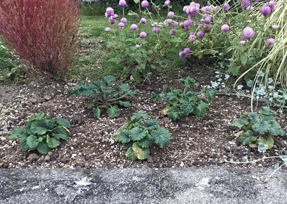 プリムラマラコイデス（耐寒性タイプ）を地植えで植え付けたあとに下葉が傷んできた様子