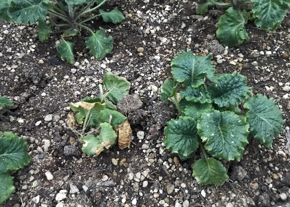 プリムラマラコイデス（耐寒性タイプ）の下葉が傷んだので取り除いた様子