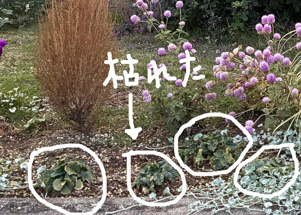 プリムラマラコイデス（耐寒性タイプ）を地植えで植え付けたあとにひとつ枯れた様子