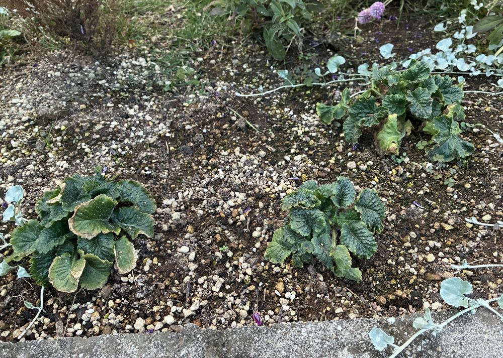 プリムラマラコイデス（耐寒性タイプ）を地植えで植え付けたあとにひとつ枯れた様子